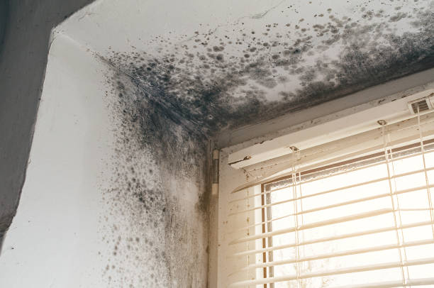 Affordable Mold Removal solutions in Fairview, NC